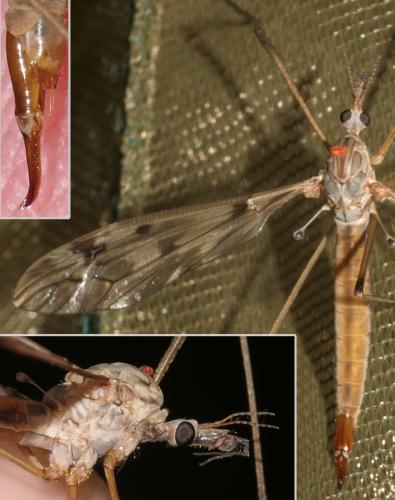 Réf. 305 972 : Tipula scripta